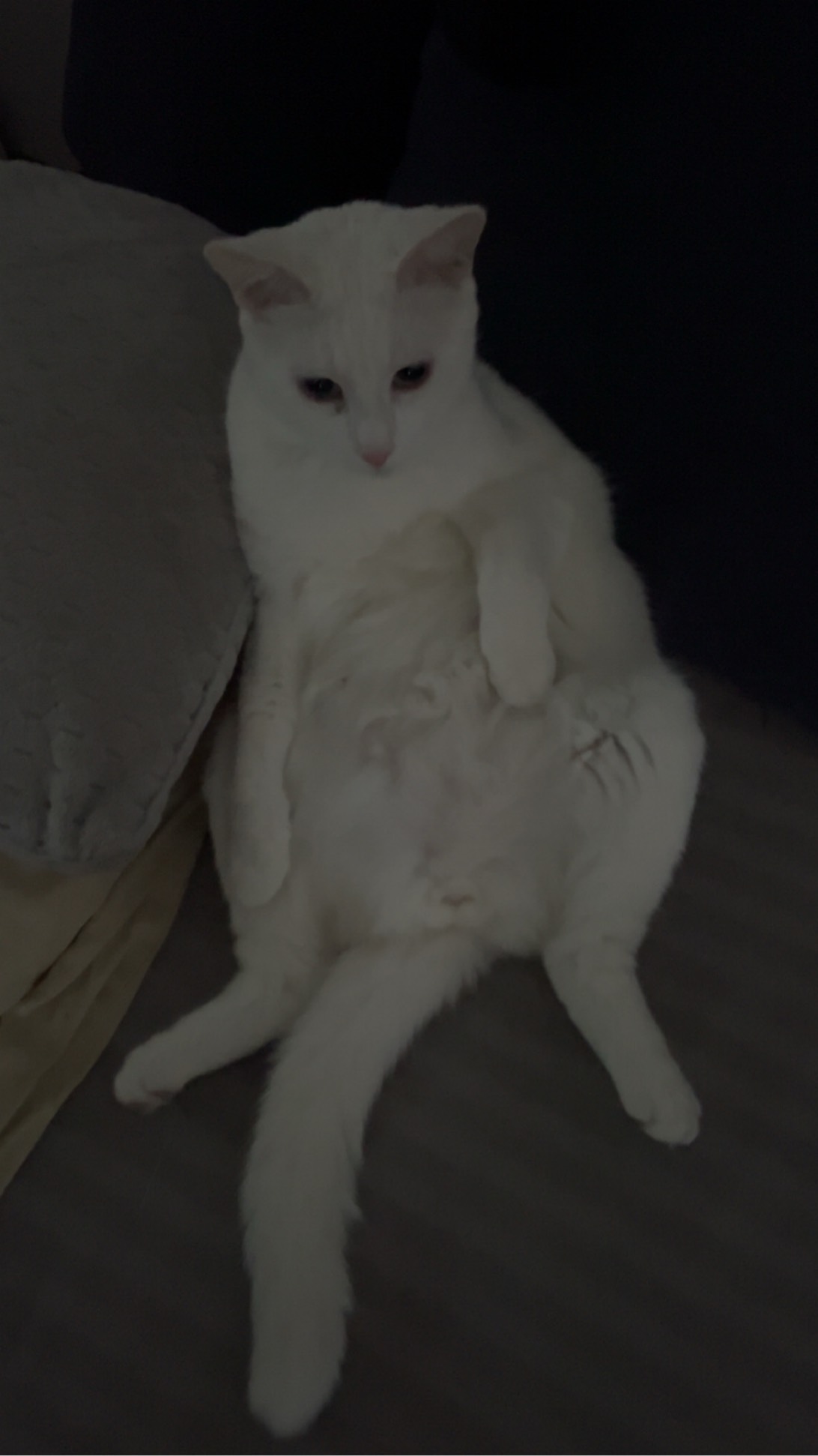 Muzan, a cat found on Chonk Finder