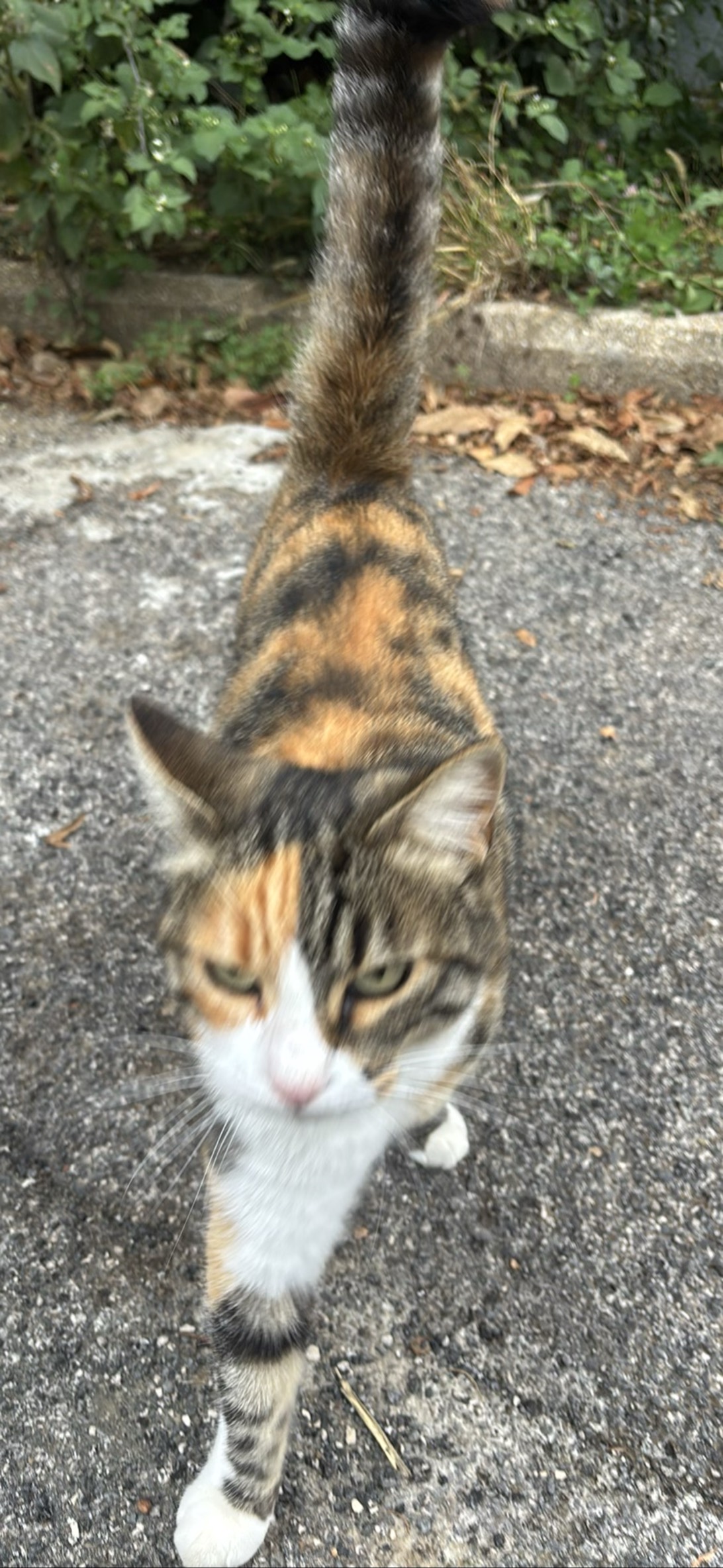 Rompi, a cat found on Chonk Finder