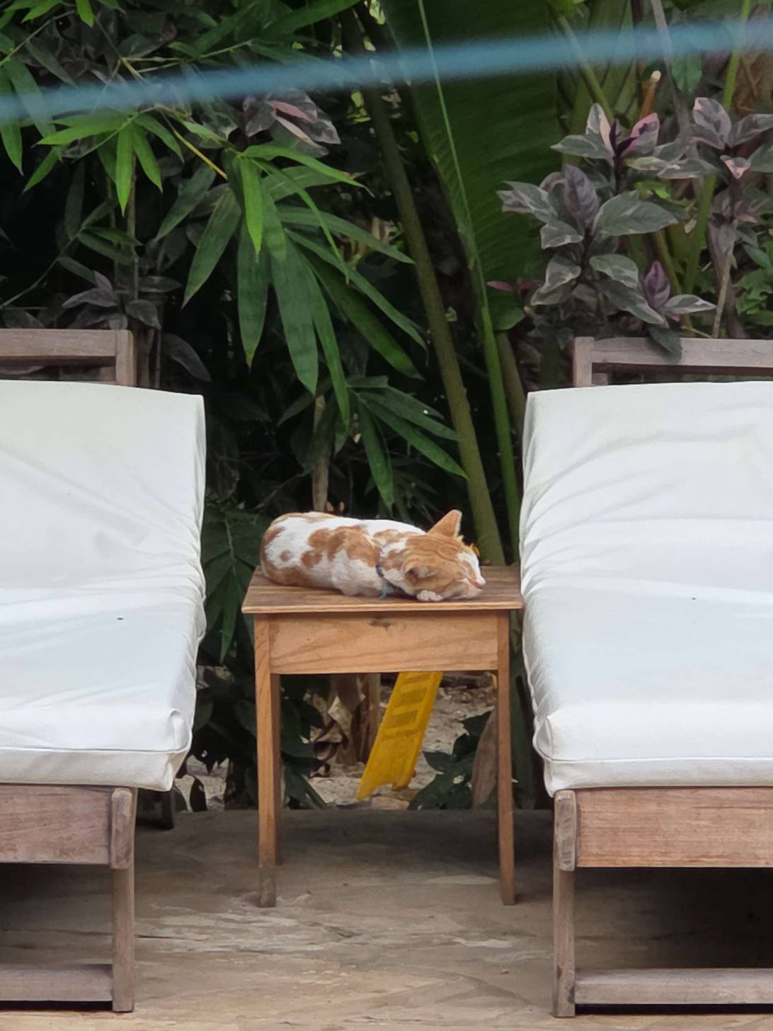 Sleepy, a cat found on Chonk Finder