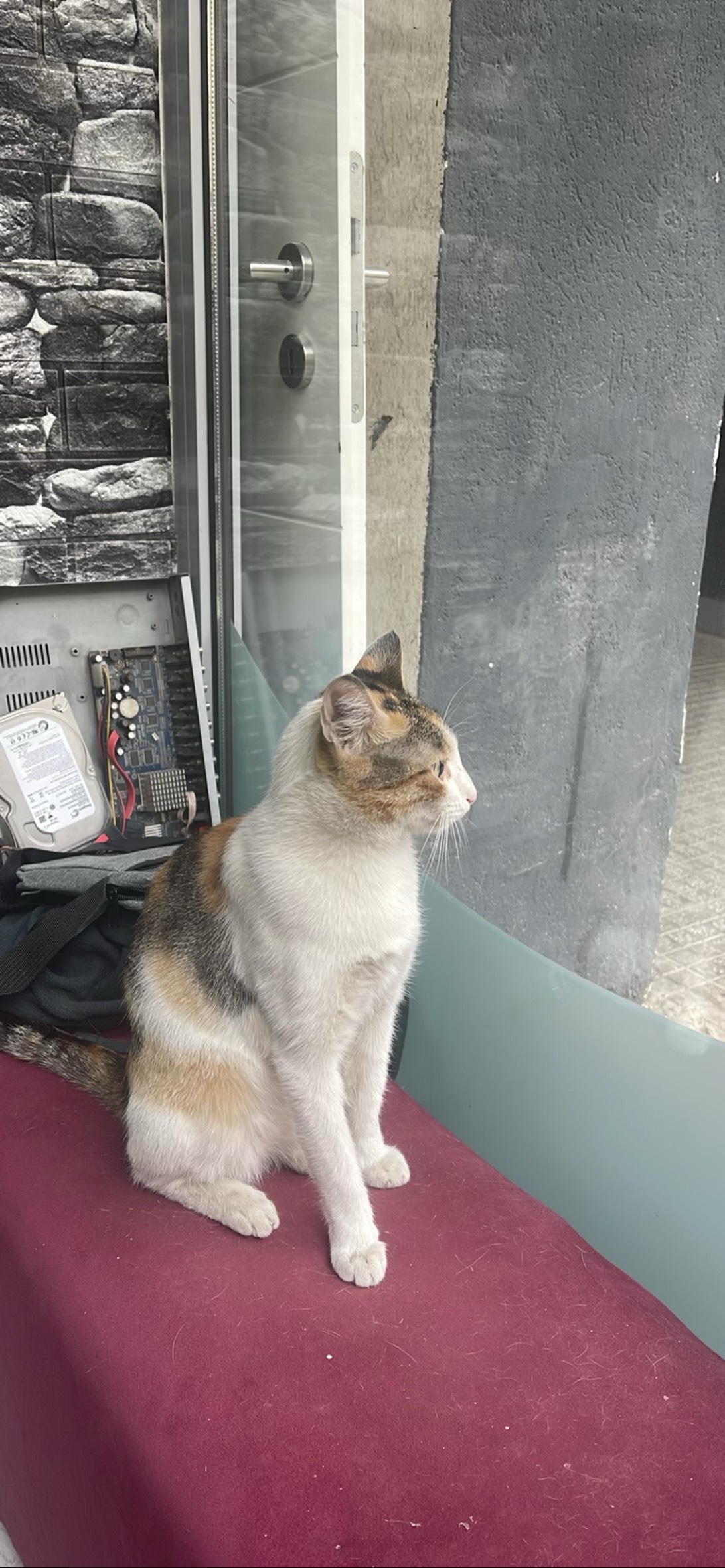 Pika, a cat found on Chonk Finder