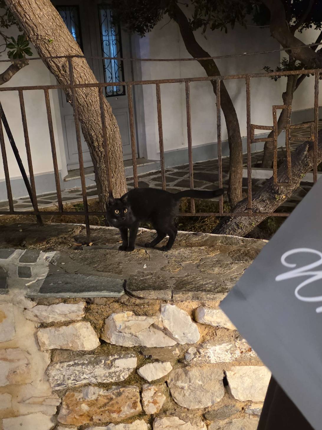 Event Horizon, a cat met on Chonk Finder