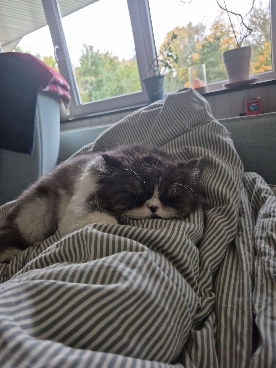 Neo, a cat found on Chonk Finder