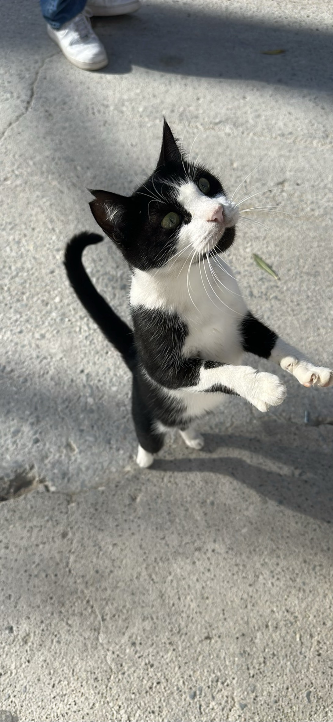 Meerkat, a cat found on Chonk Finder