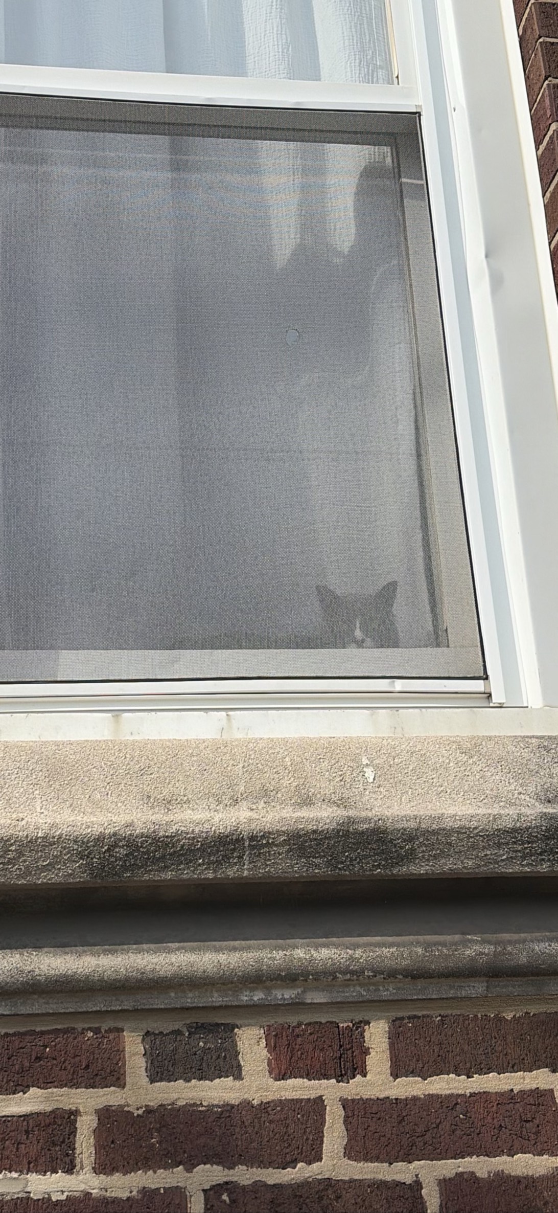 Window Boy, a cat found on Chonk Finder