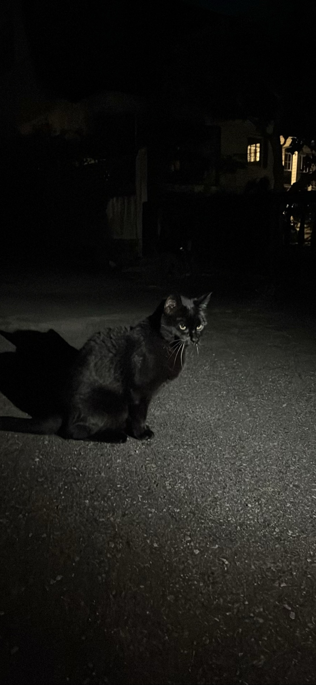Vesper, a cat found on Chonk Finder