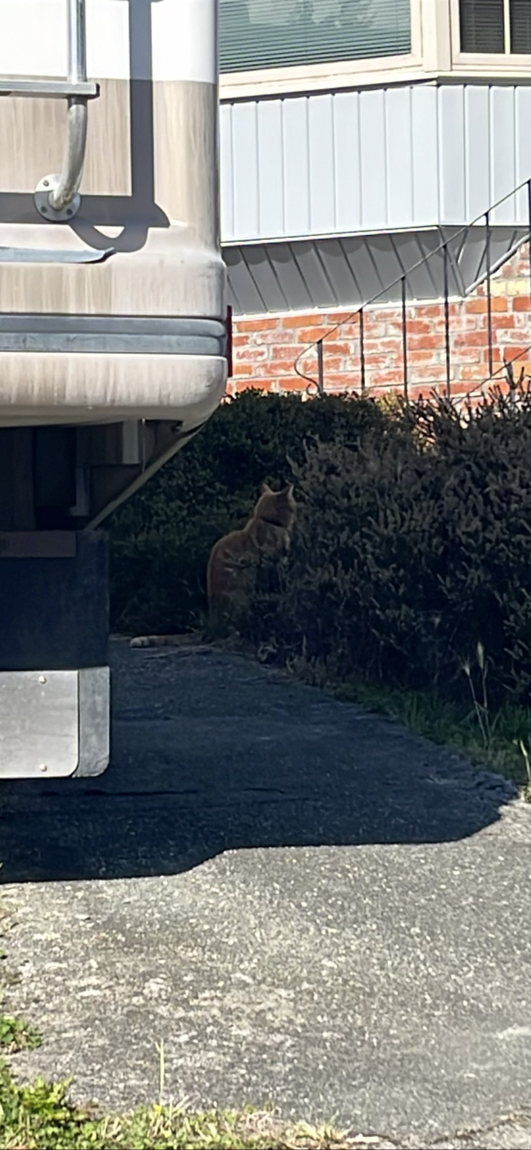 The Hunter, a cat found on Chonk Finder