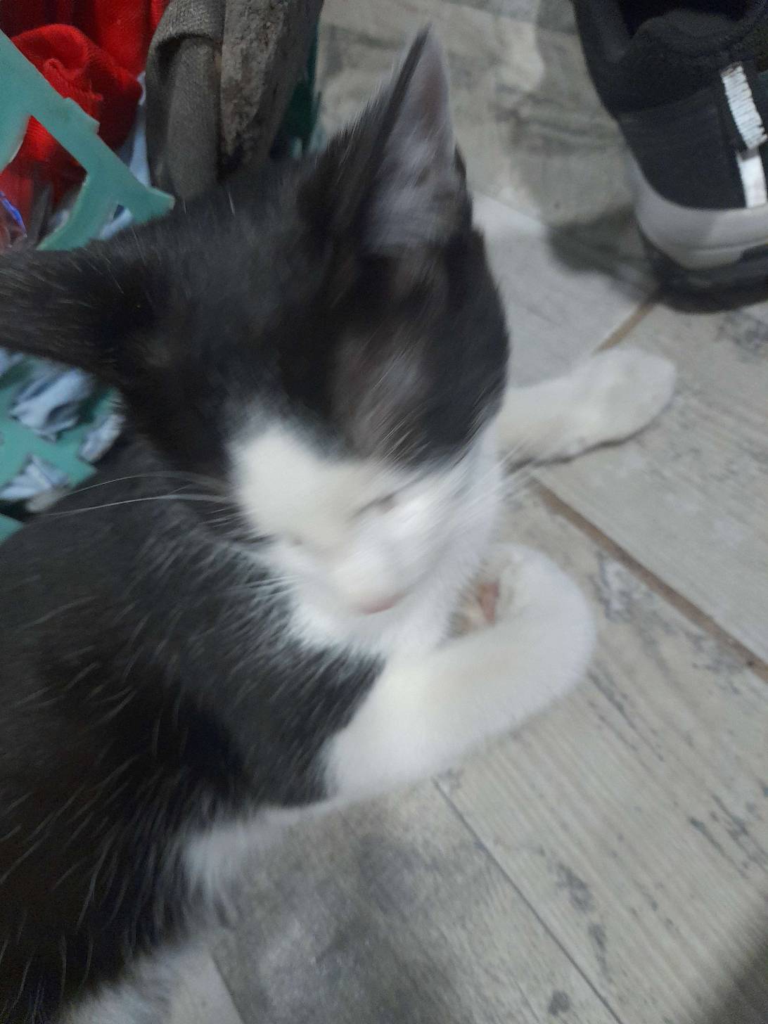 Michingris, a cat found on Chonk Finder
