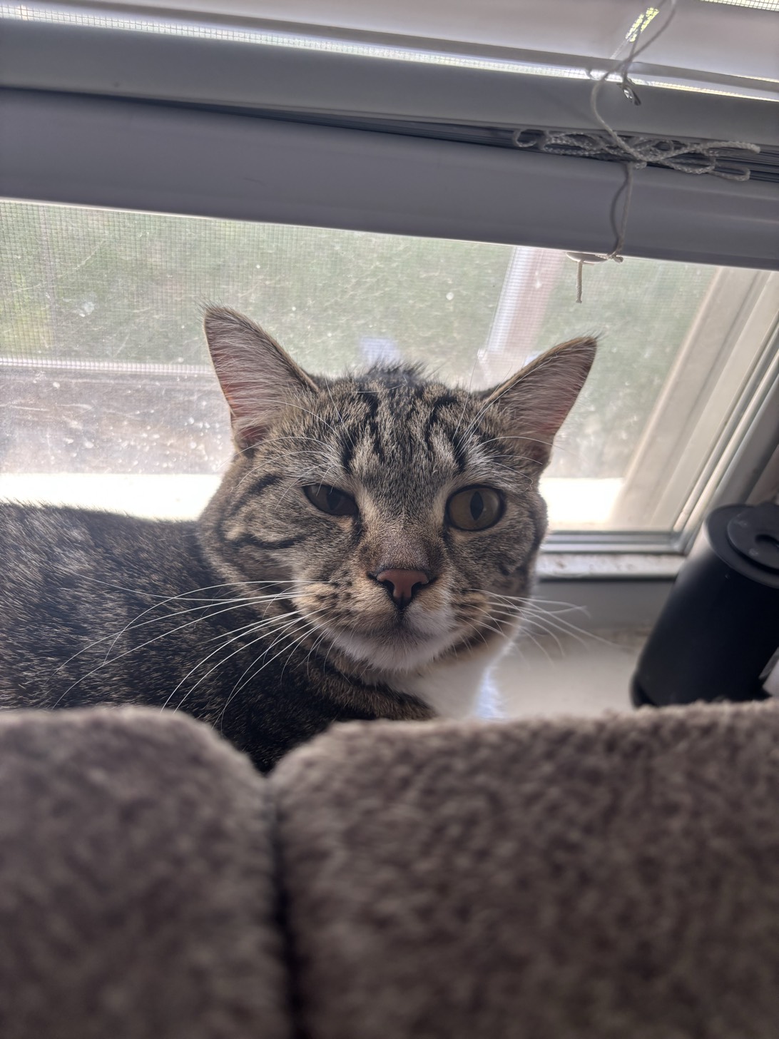 Chibi Squeebi, Muskogee