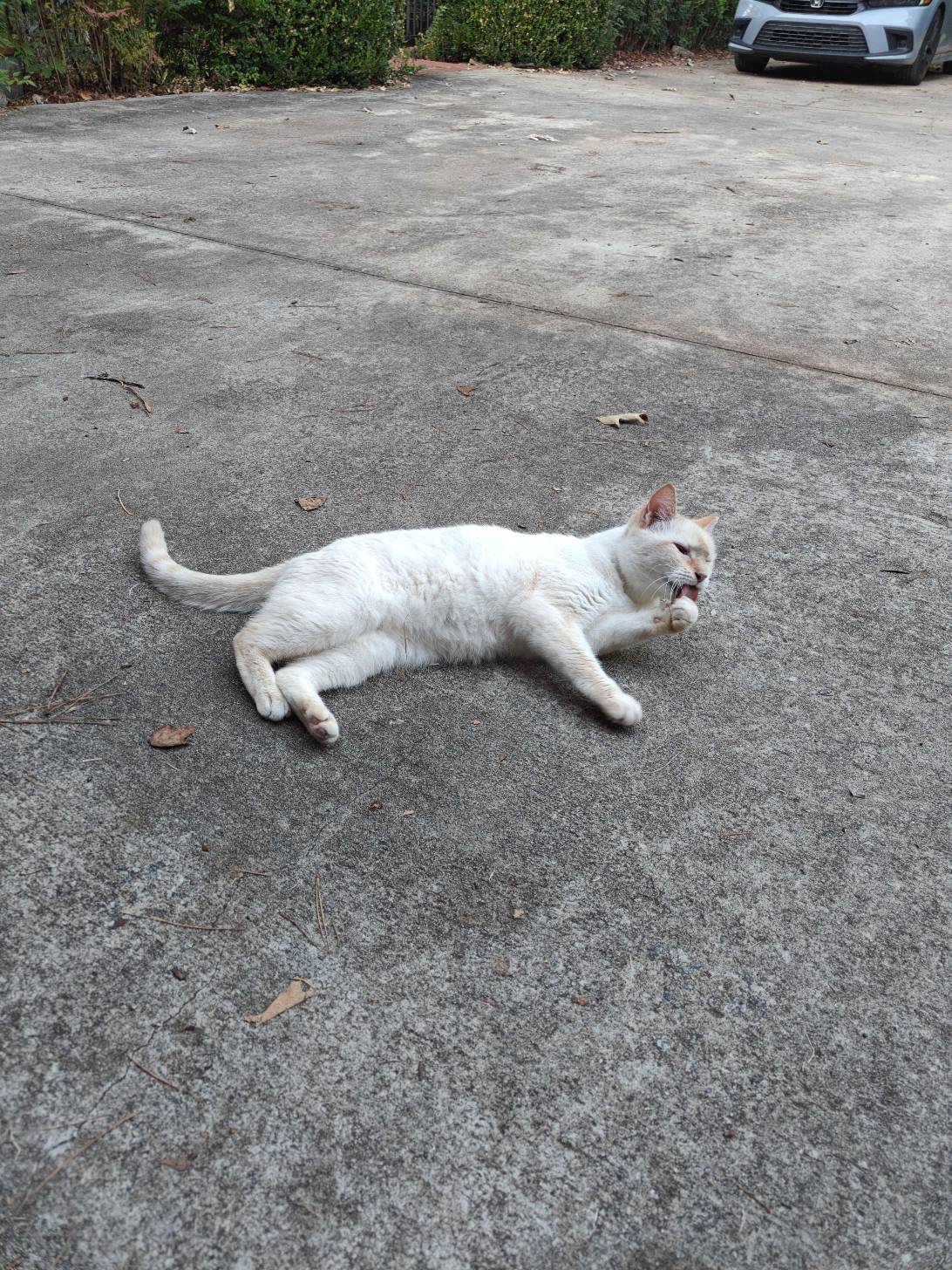 Chief, a cat found on Chonk Finder