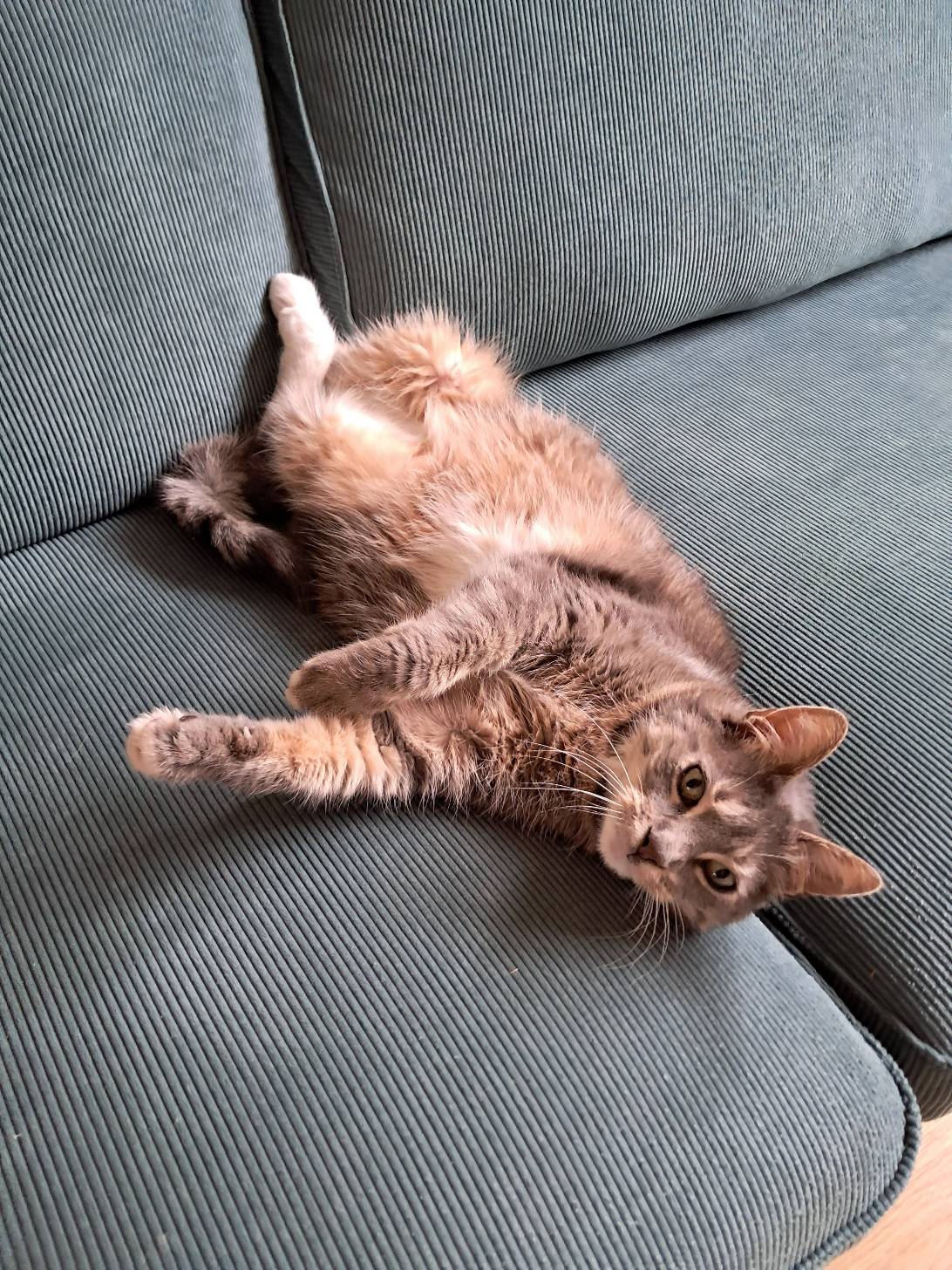 Noah, a cat found on Chonk Finder