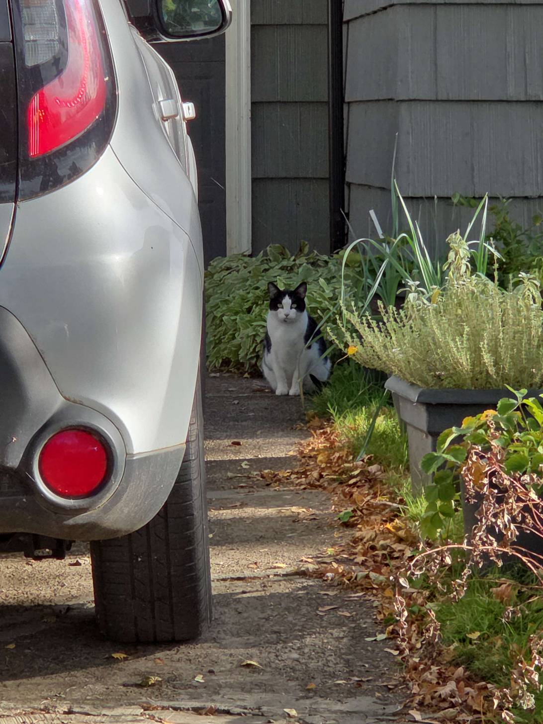Dash, a cat found on Chonk Finder