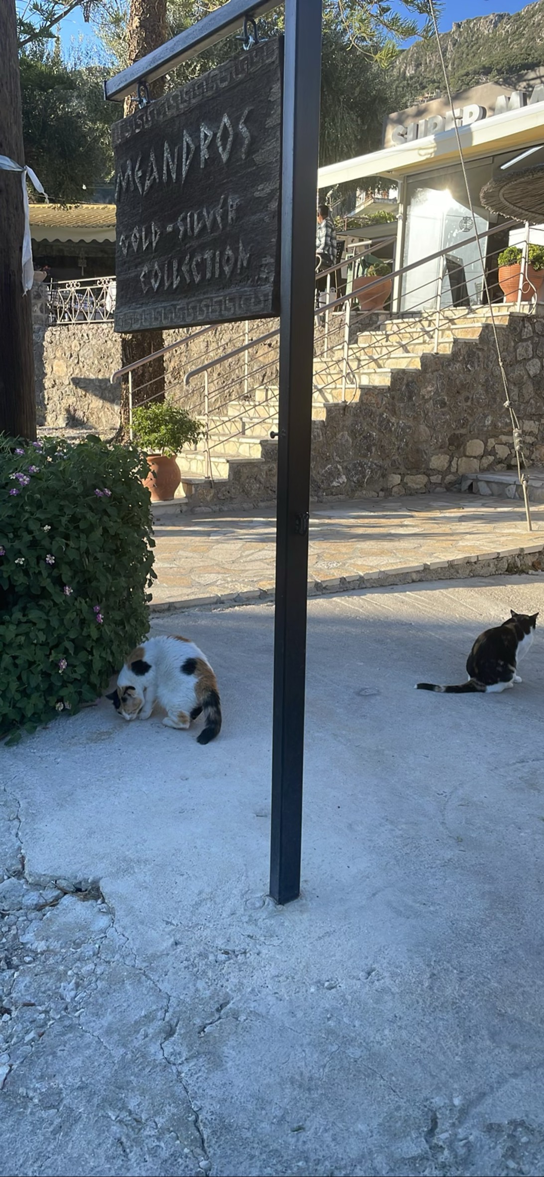 Esmerelda + Hades, a cat found on Chonk Finder