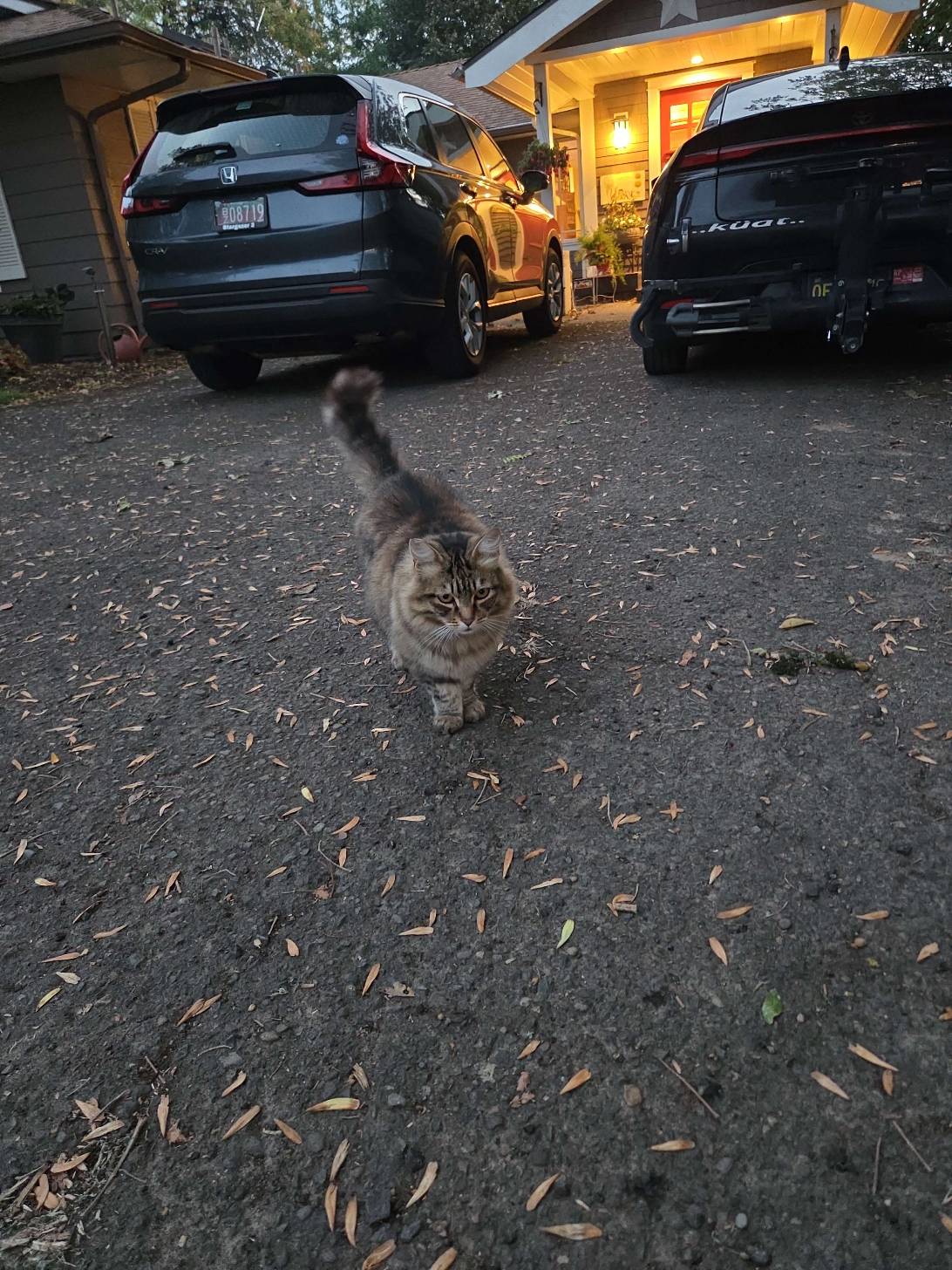 Tina, a cat found on Chonk Finder