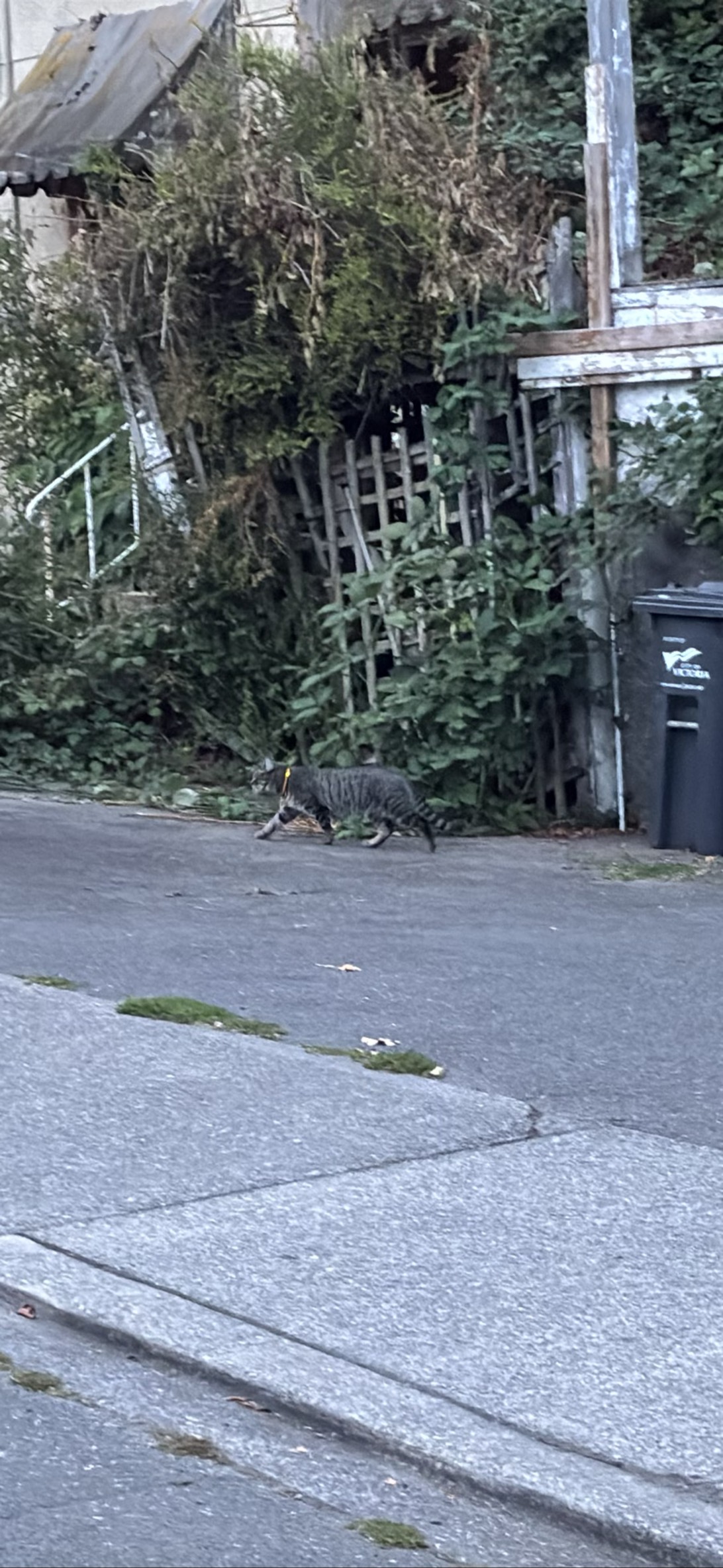 Francis, a cat found on Chonk Finder