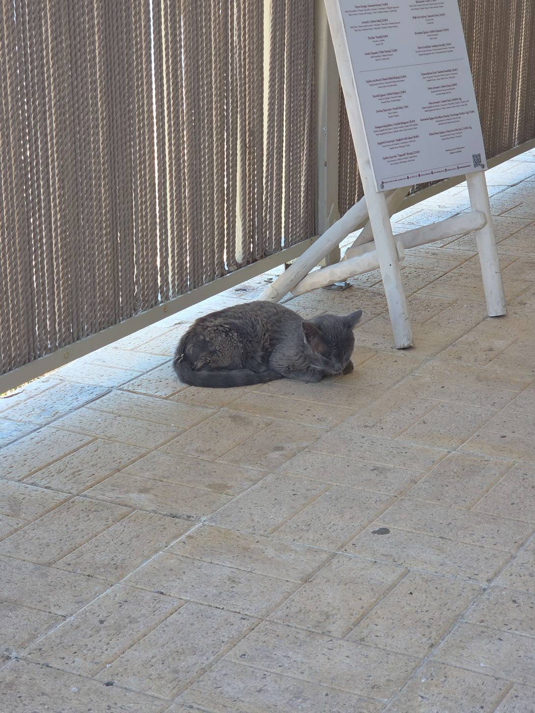 Cyrus, a cat found on Chonk Finder