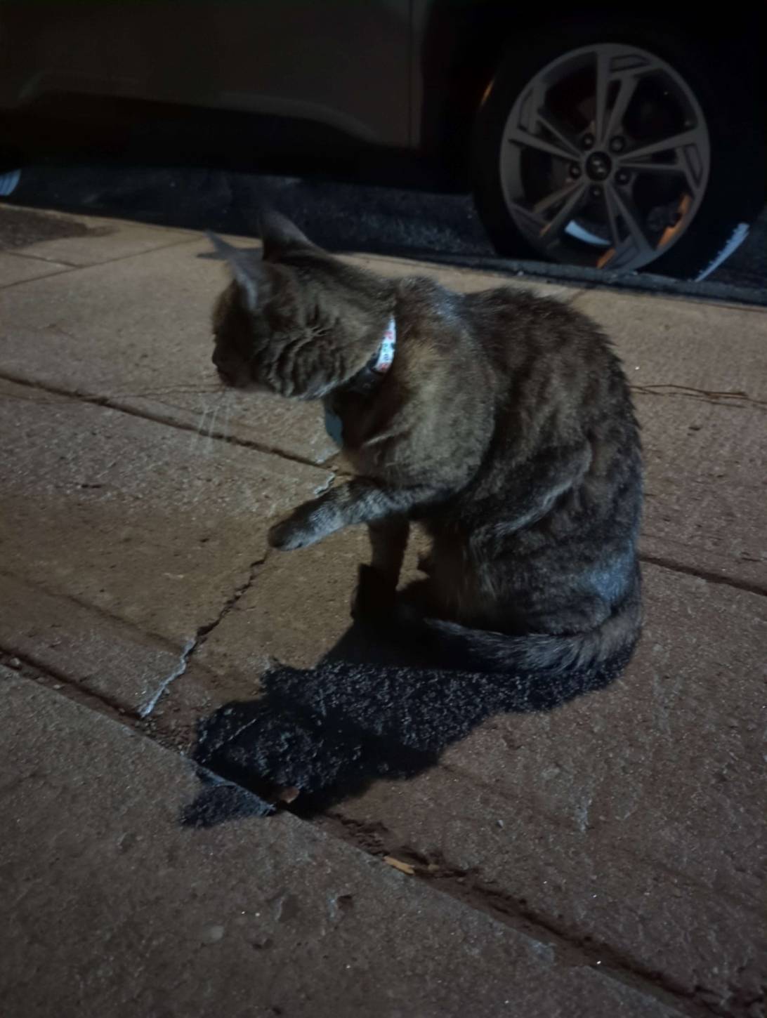 Momo, a cat found on Chonk Finder