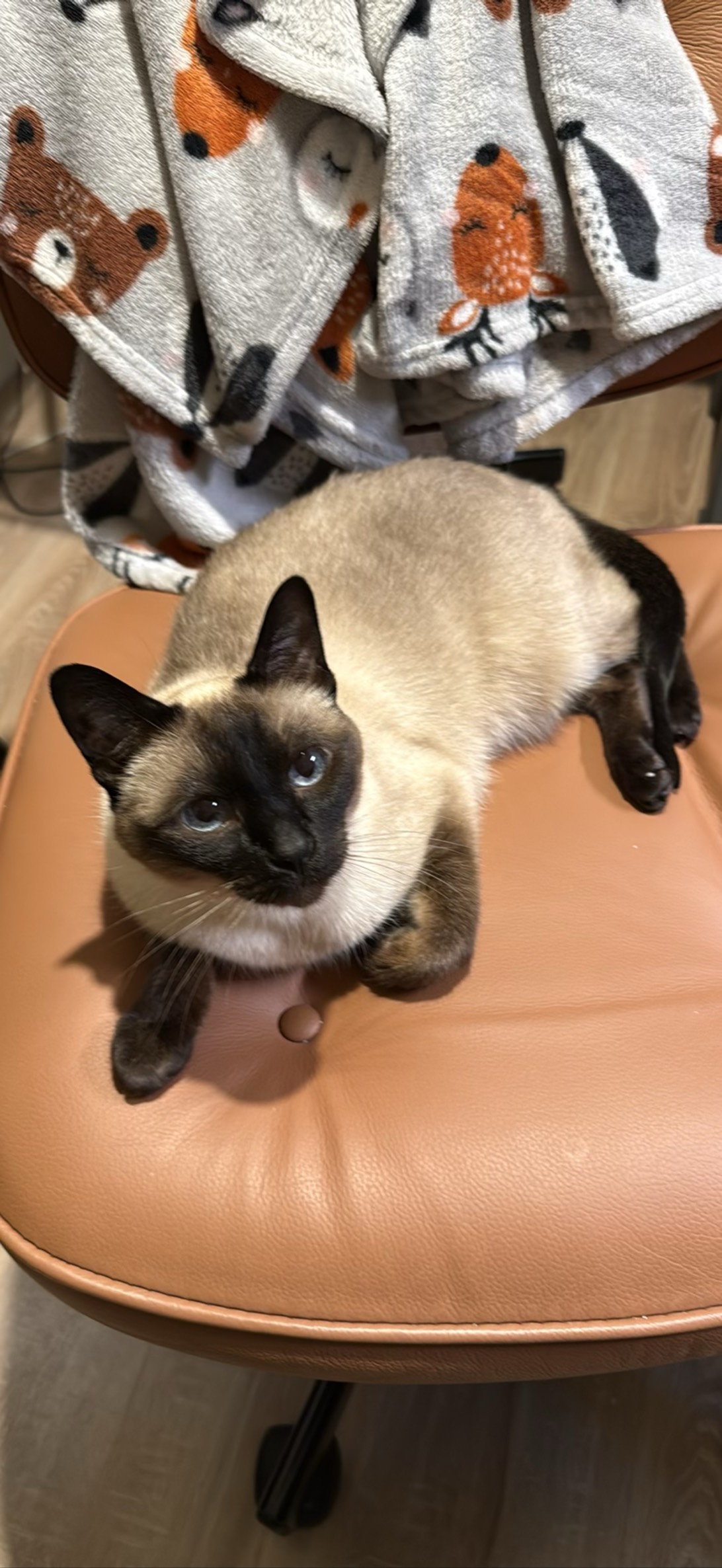 Wiki, a cat found on Chonk Finder