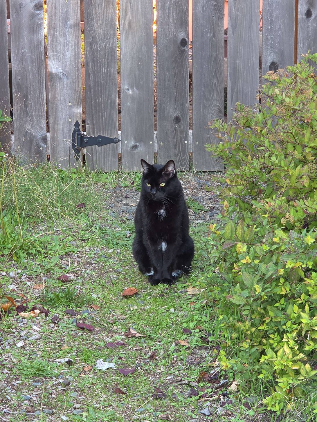 Elvira, a cat found on Chonk Finder
