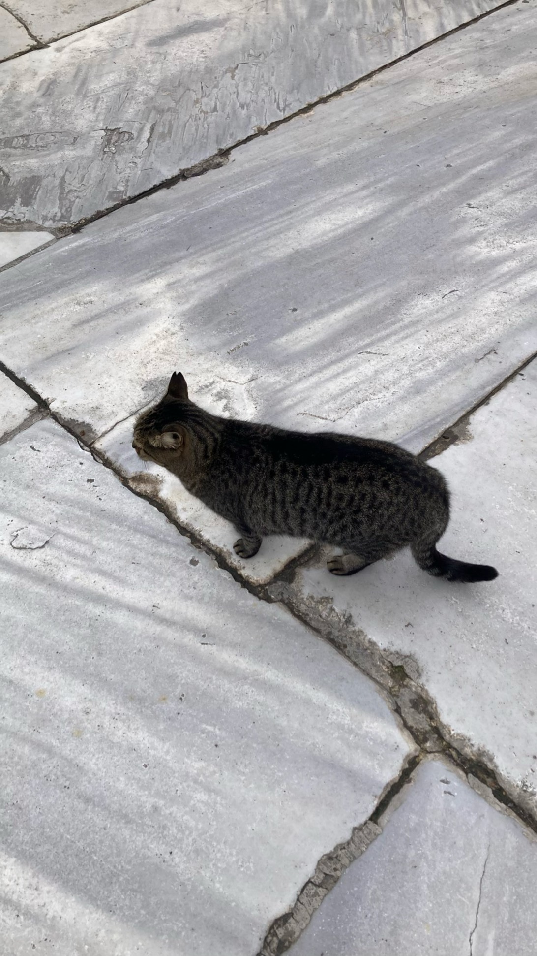 Pebble, a cat found on Chonk Finder