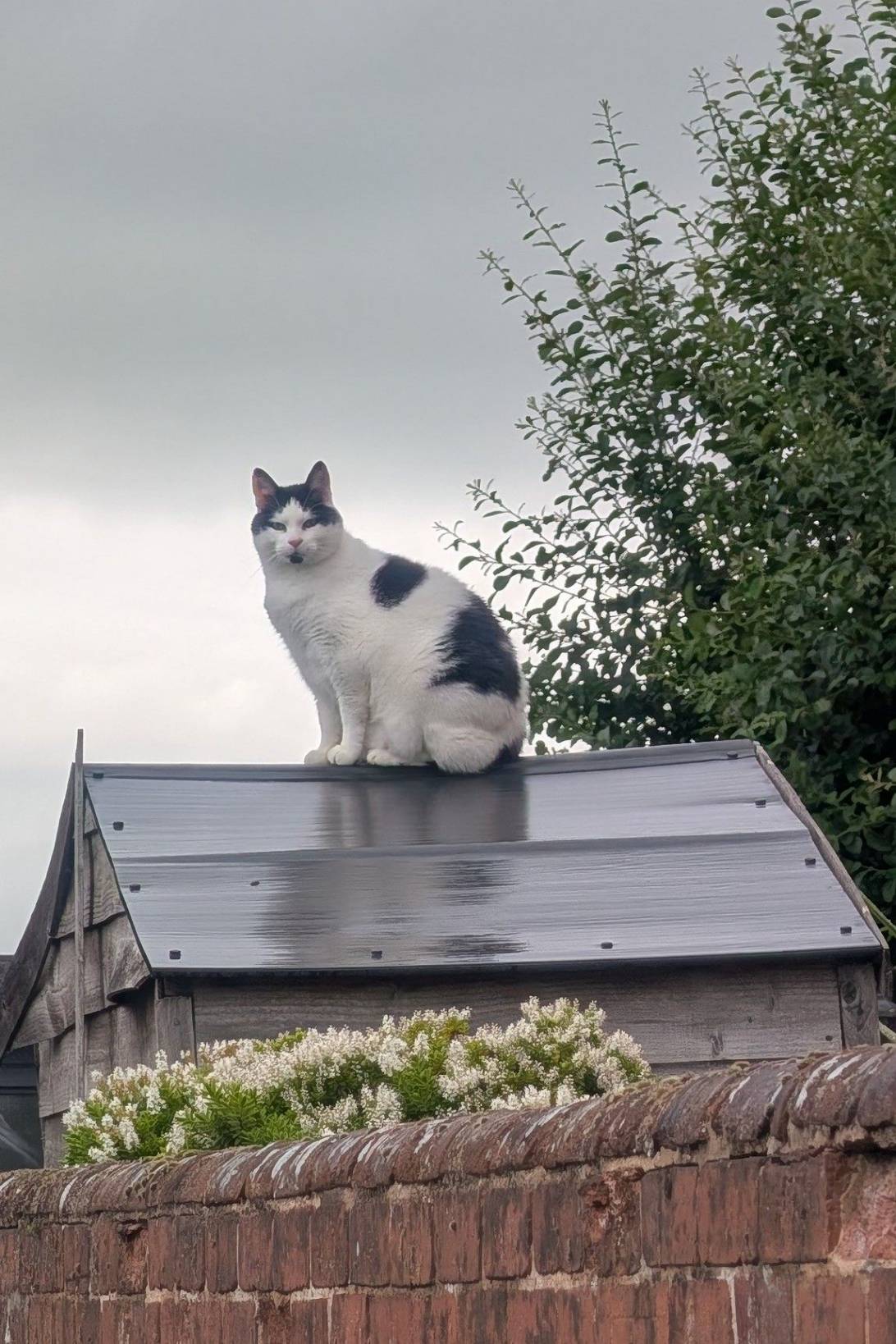 Chico, a cat found on Chonk Finder