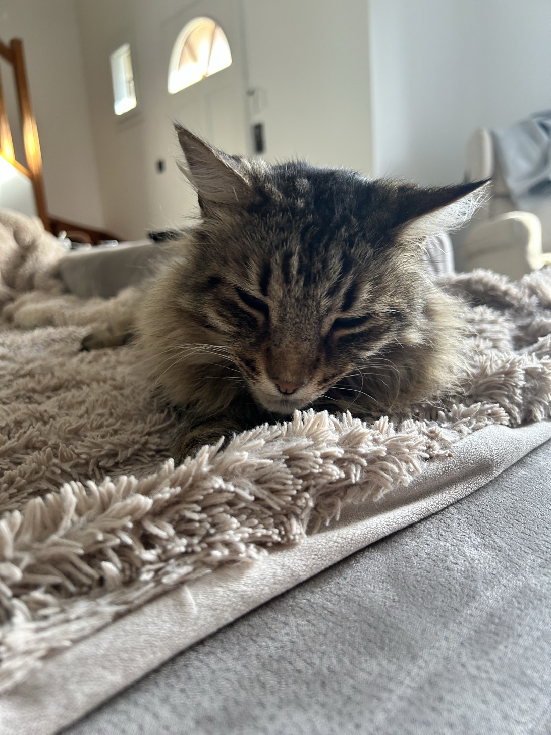 Noe, a cat found on Chonk Finder
