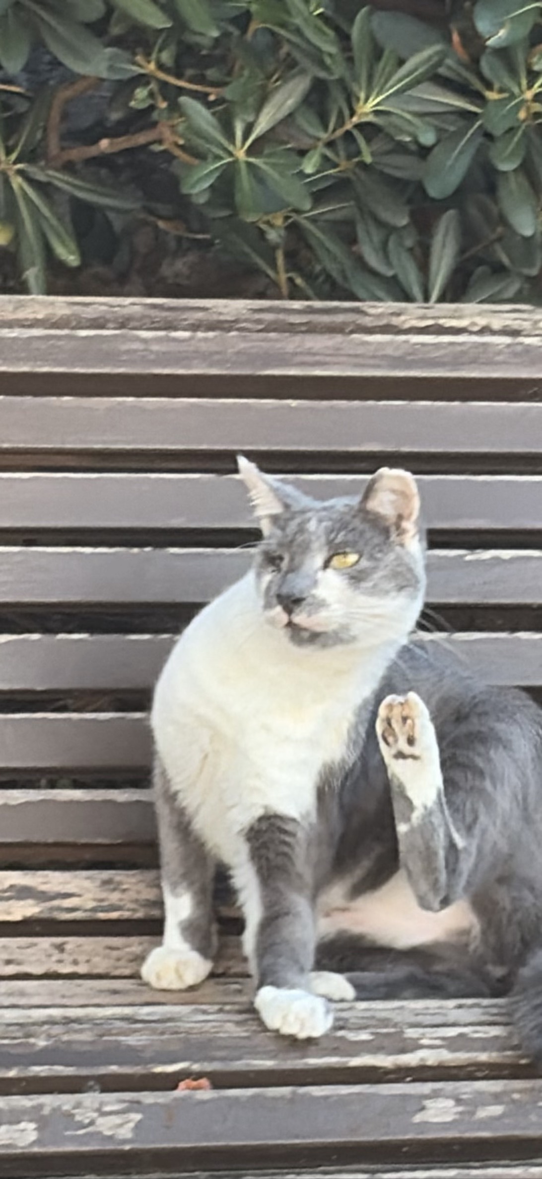 Reginald, a cat found on Chonk Finder