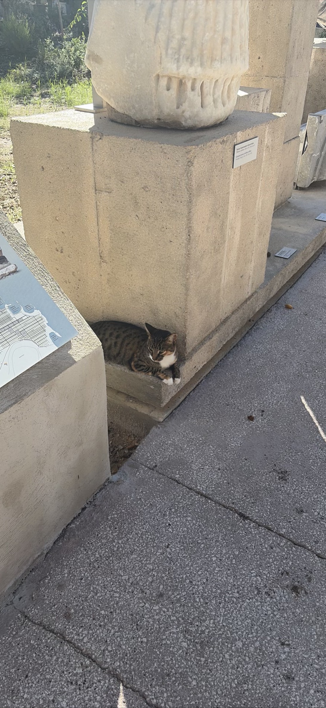 nike, a cat found on Chonk Finder