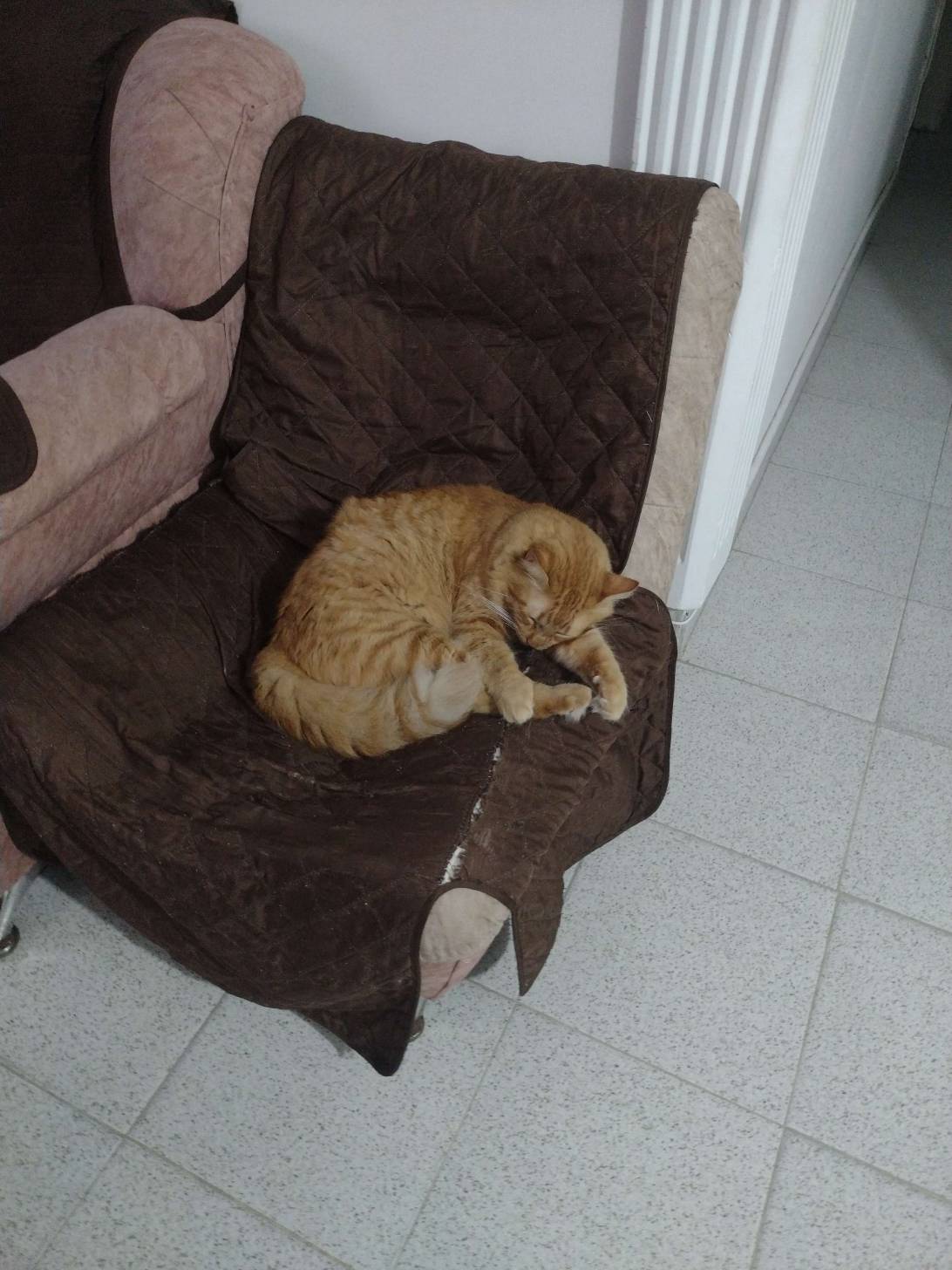 Blue, a cat found on Chonk Finder