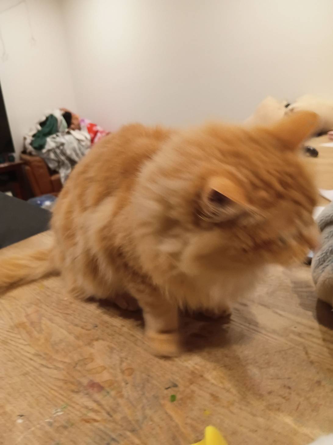 Theodore, a cat found on Chonk Finder