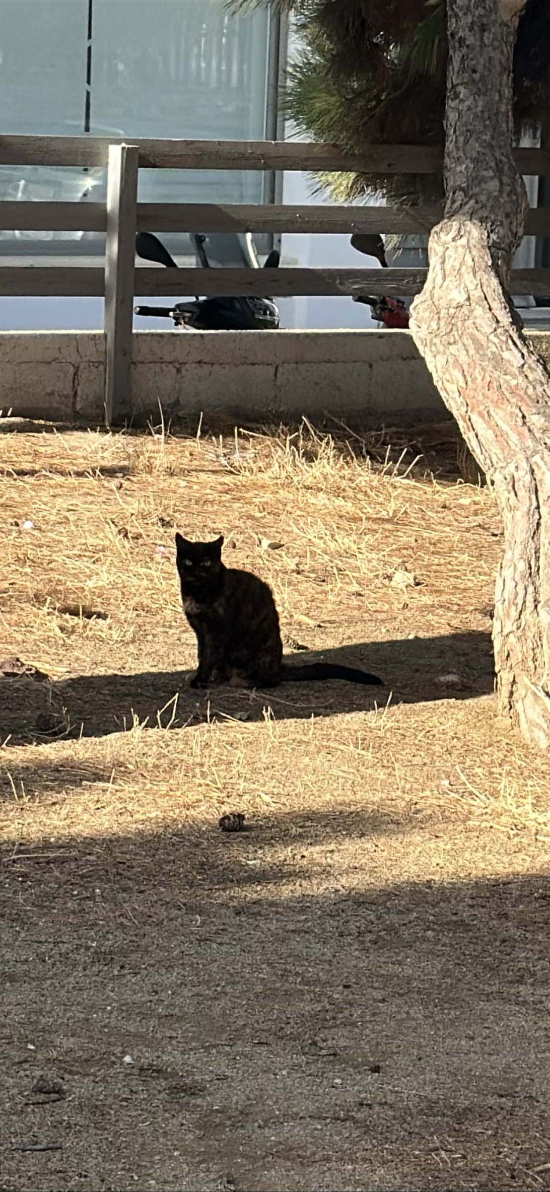 Vesper, a cat found on Chonk Finder