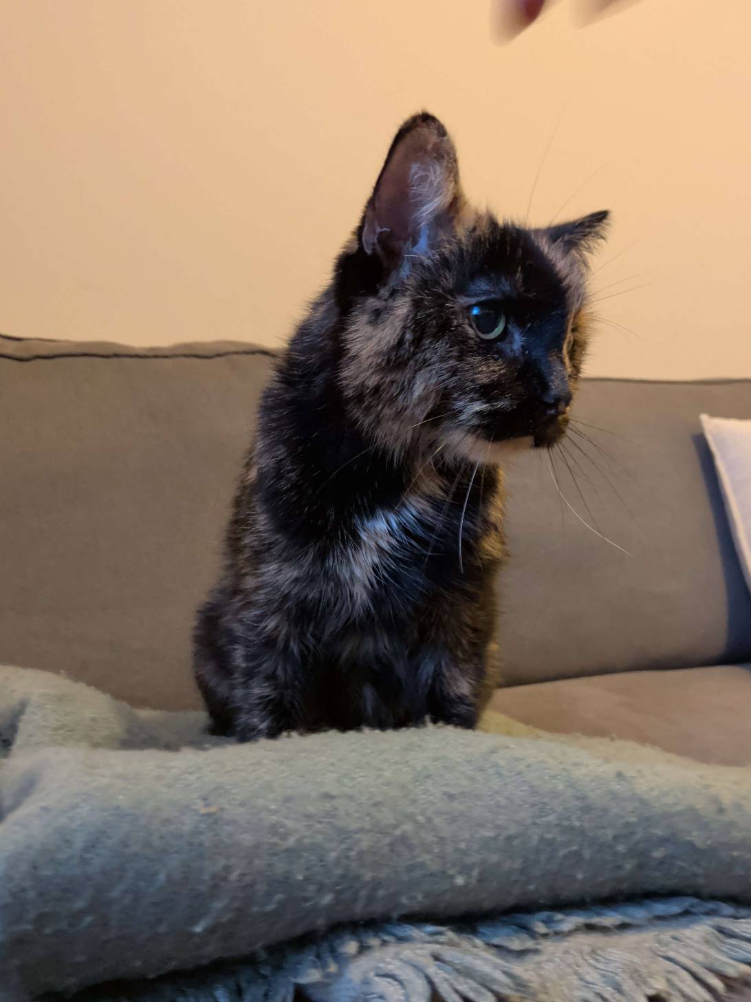 Petunia, a cat found on Chonk Finder