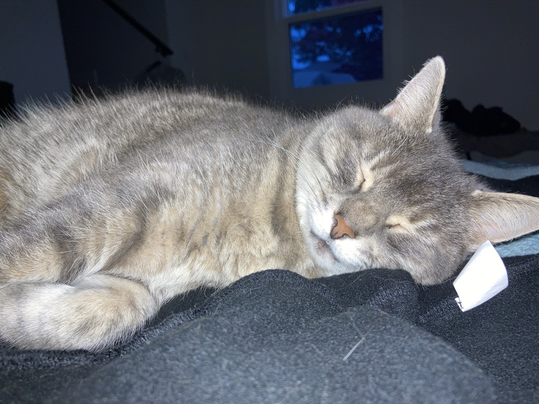 Callie, a cat found on Chonk Finder