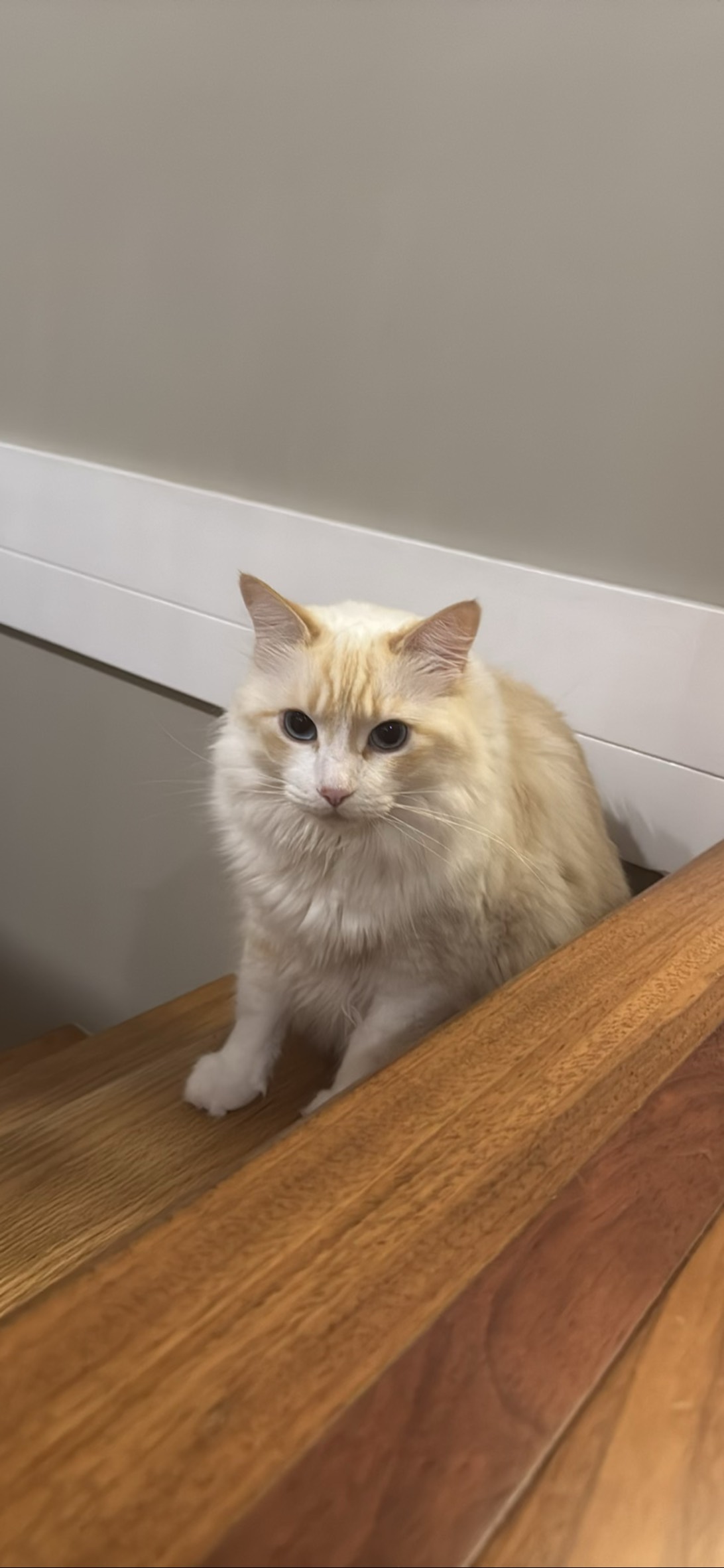 Poppy, a cat found on Chonk Finder