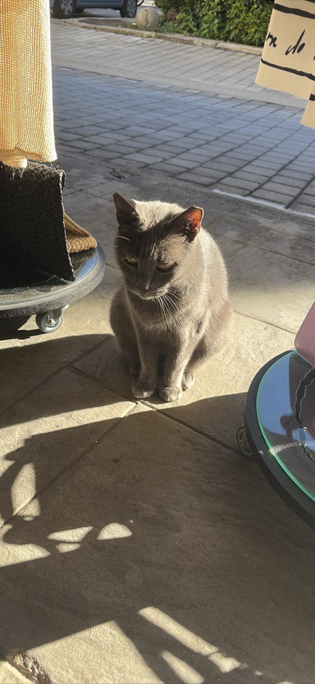 Fashion cat, a cat found on Chonk Finder