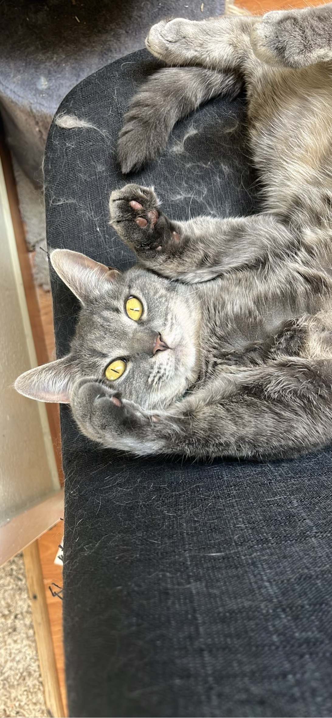 Chimkin, a cat found on Chonk Finder