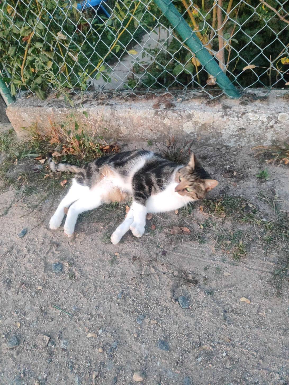 Sternchen, a cat found on Chonk Finder