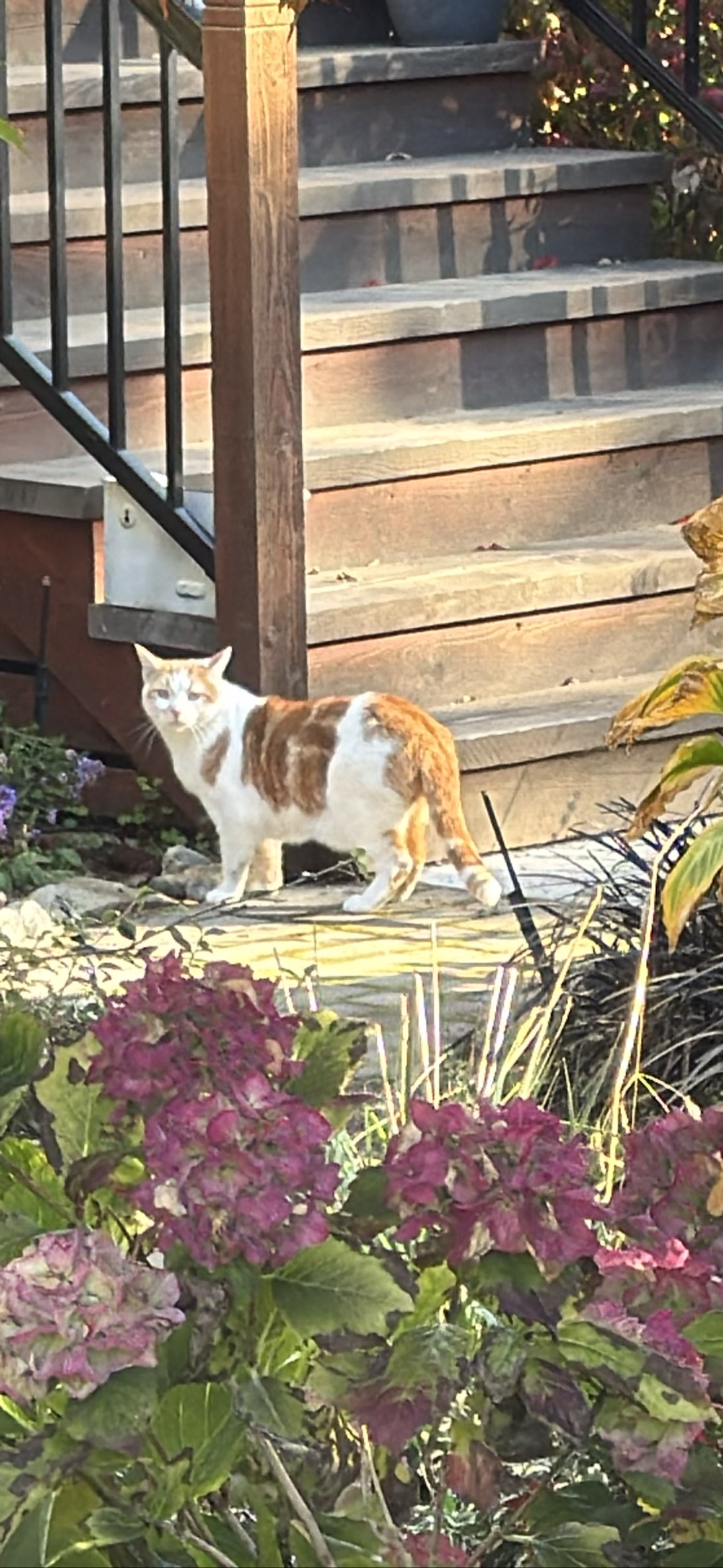 Creamsicle, a cat found on Chonk Finder