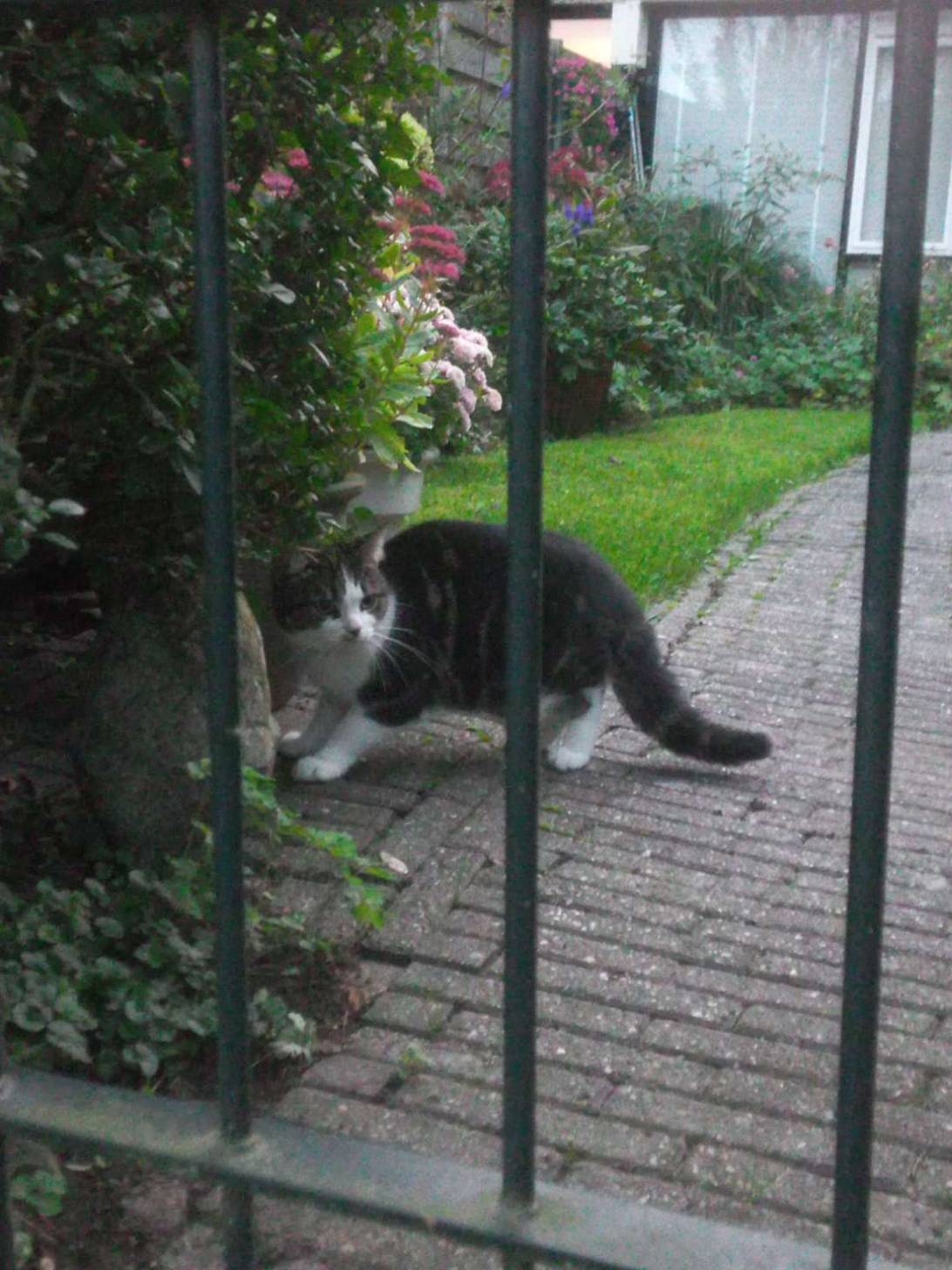 Theo, a cat found on Chonk Finder