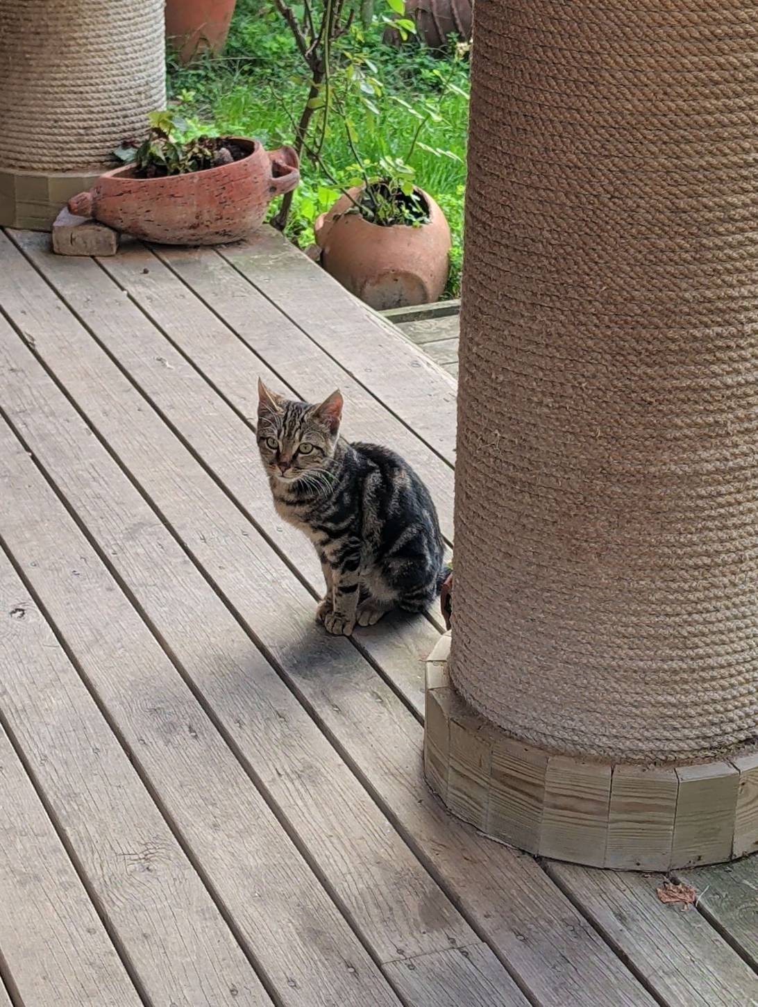 Pip, a cat found on Chonk Finder