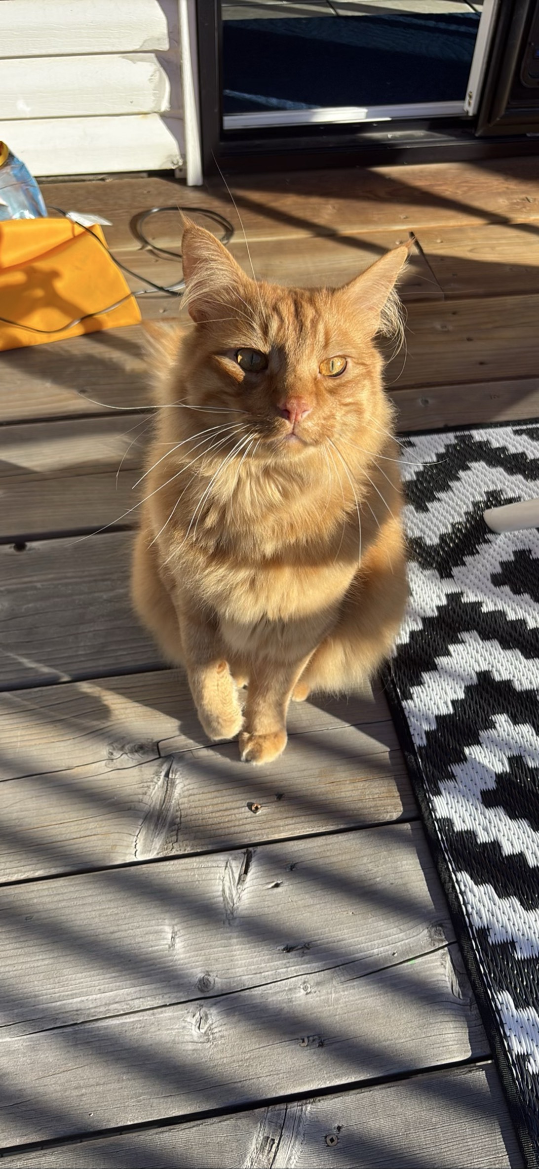 Soup, a cat found on Chonk Finder