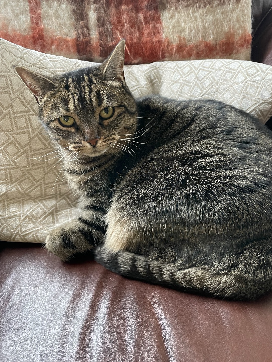 Juniper, a cat found on Chonk Finder