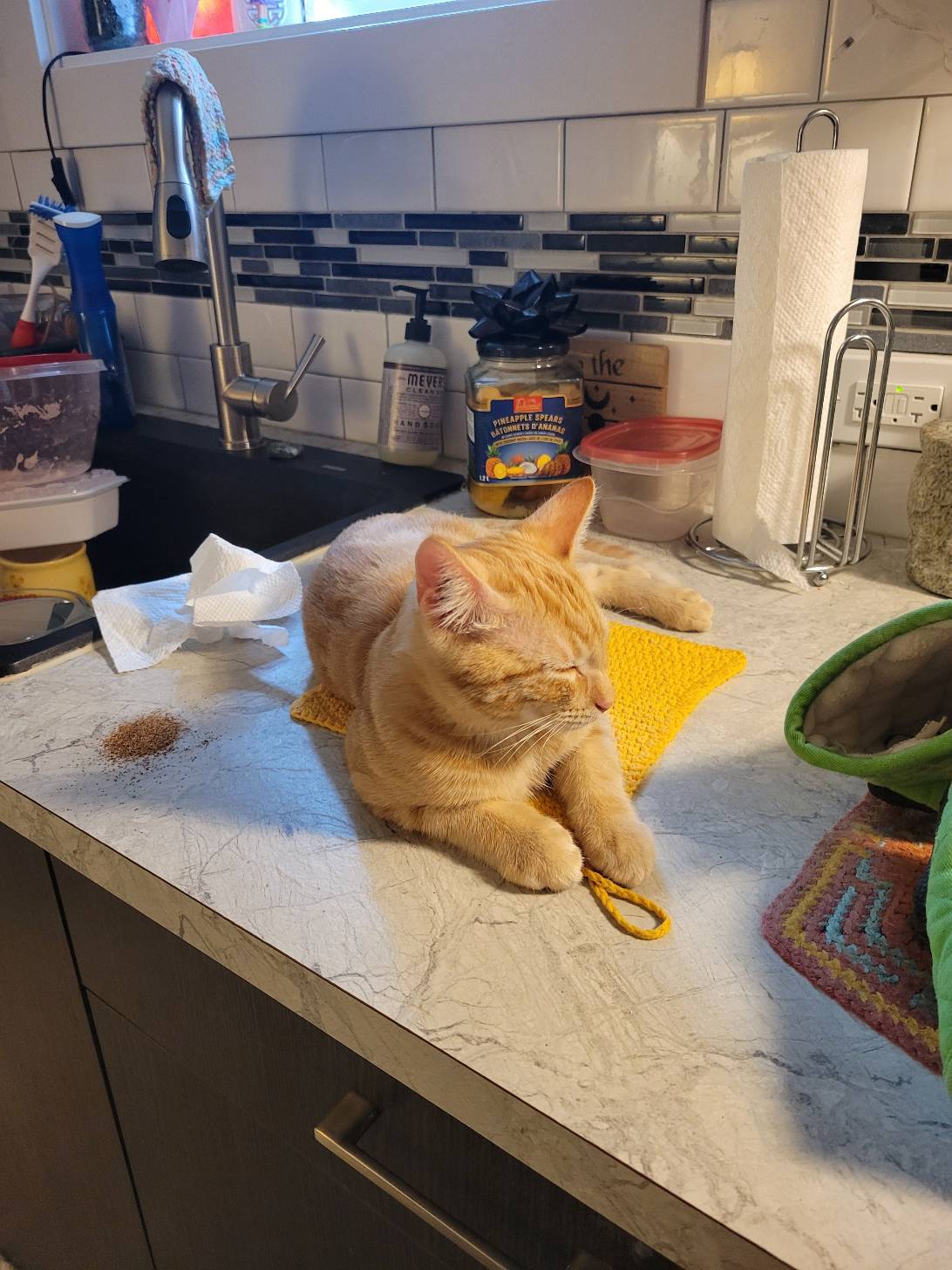 Binx, a cat found on Chonk Finder