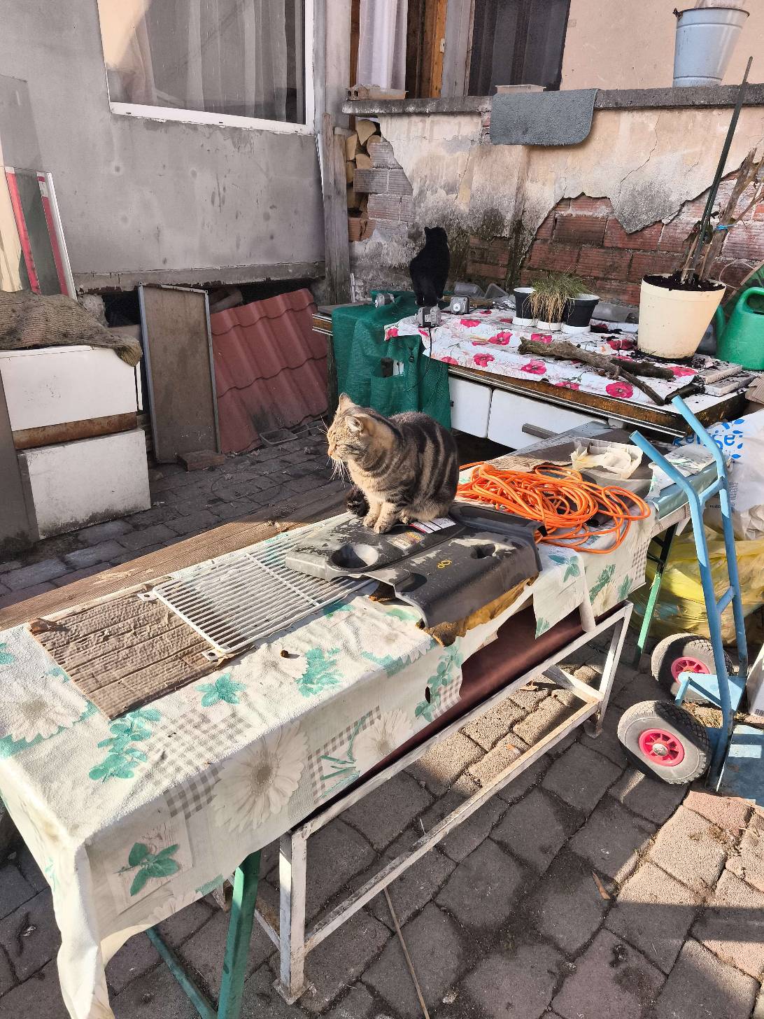 Bogdan, a cat found on Chonk Finder