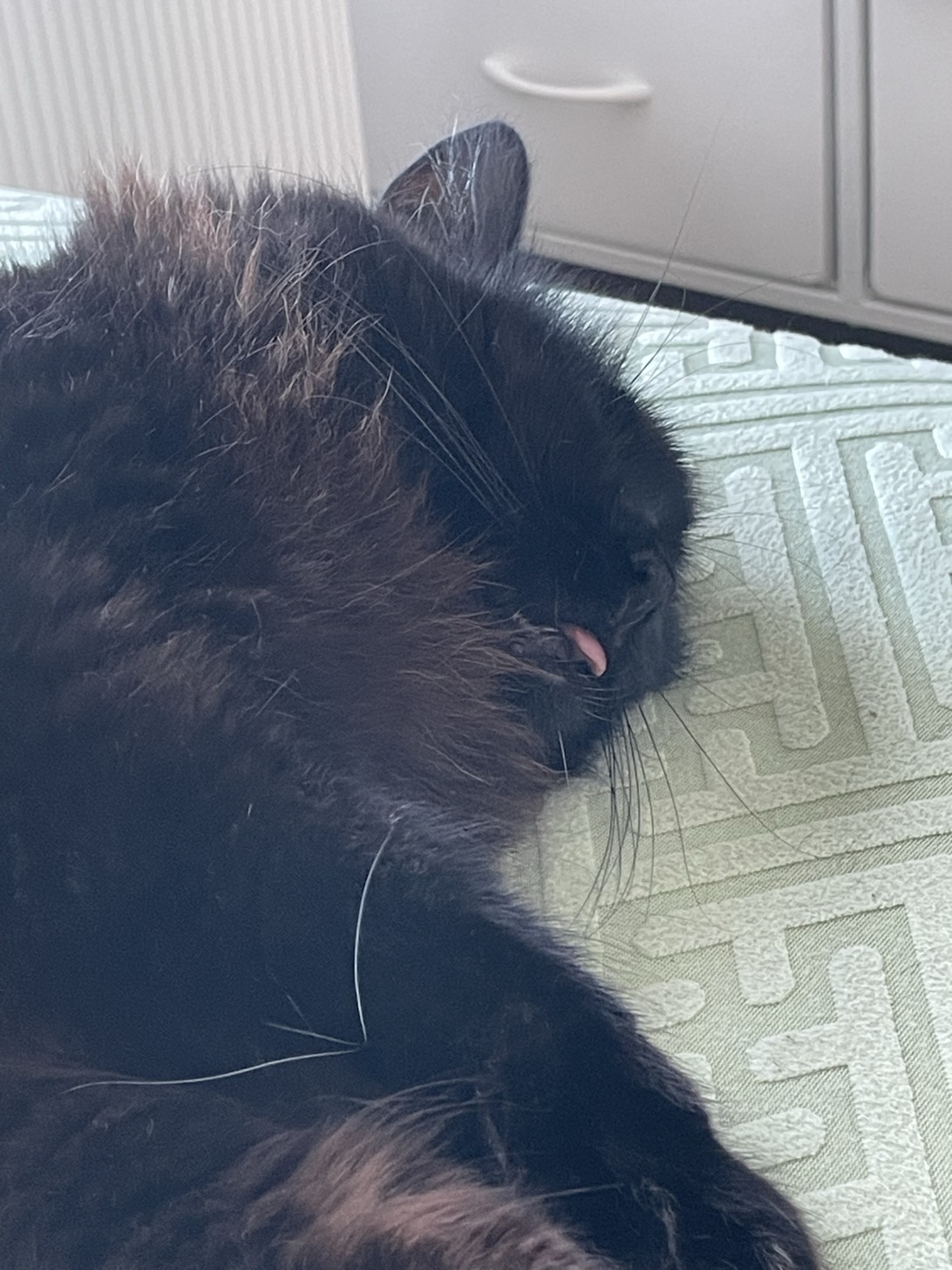 Kokuto, a cat found on Chonk Finder