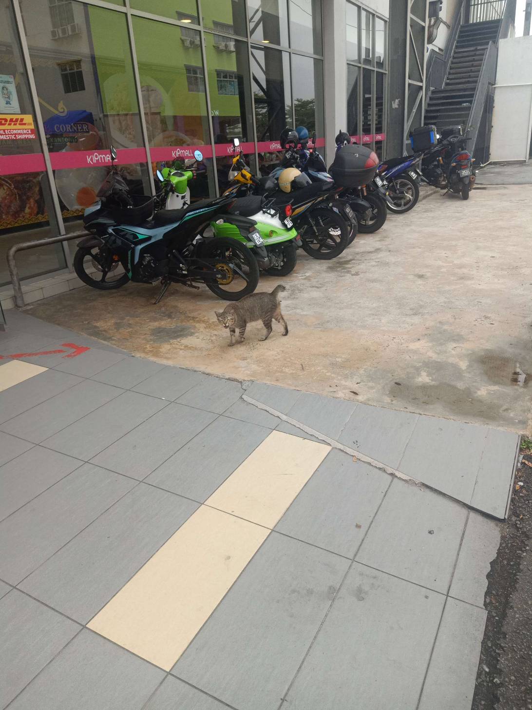 Si eun, a cat found on Chonk Finder