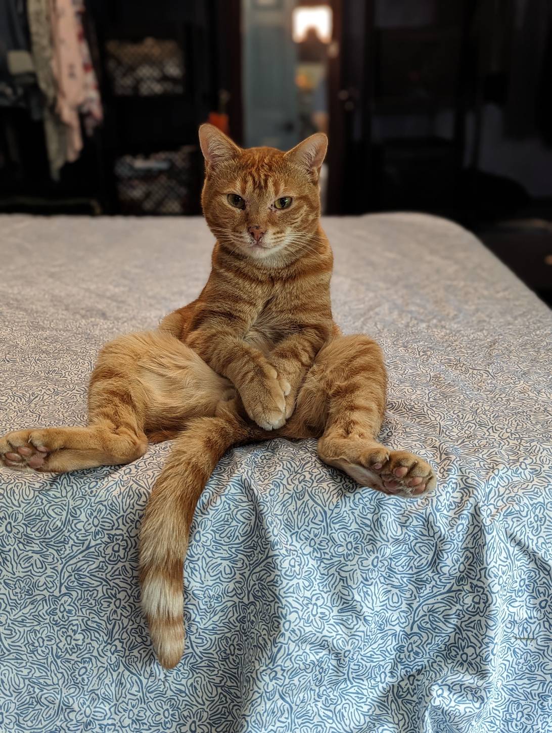Orion, a cat found on Chonk Finder