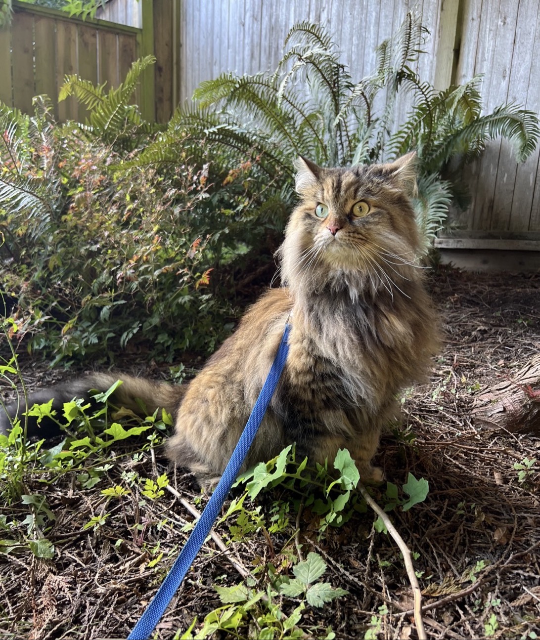 Penny Lane, a cat found on Chonk Finder