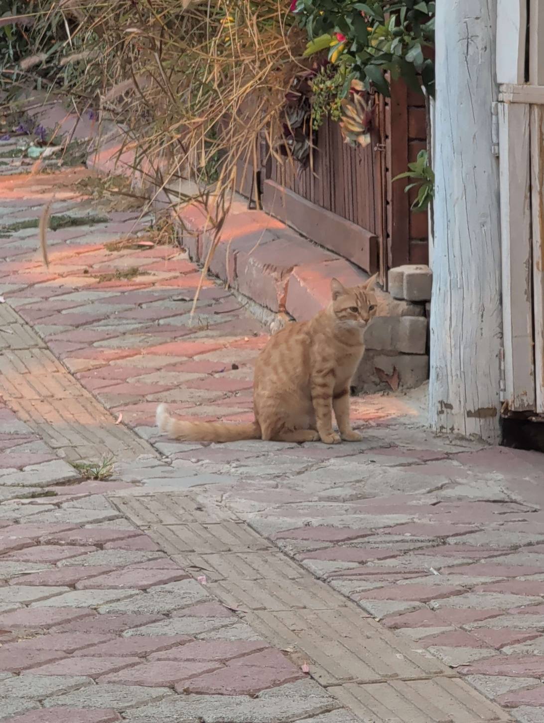 Ruslan, a cat found on Chonk Finder