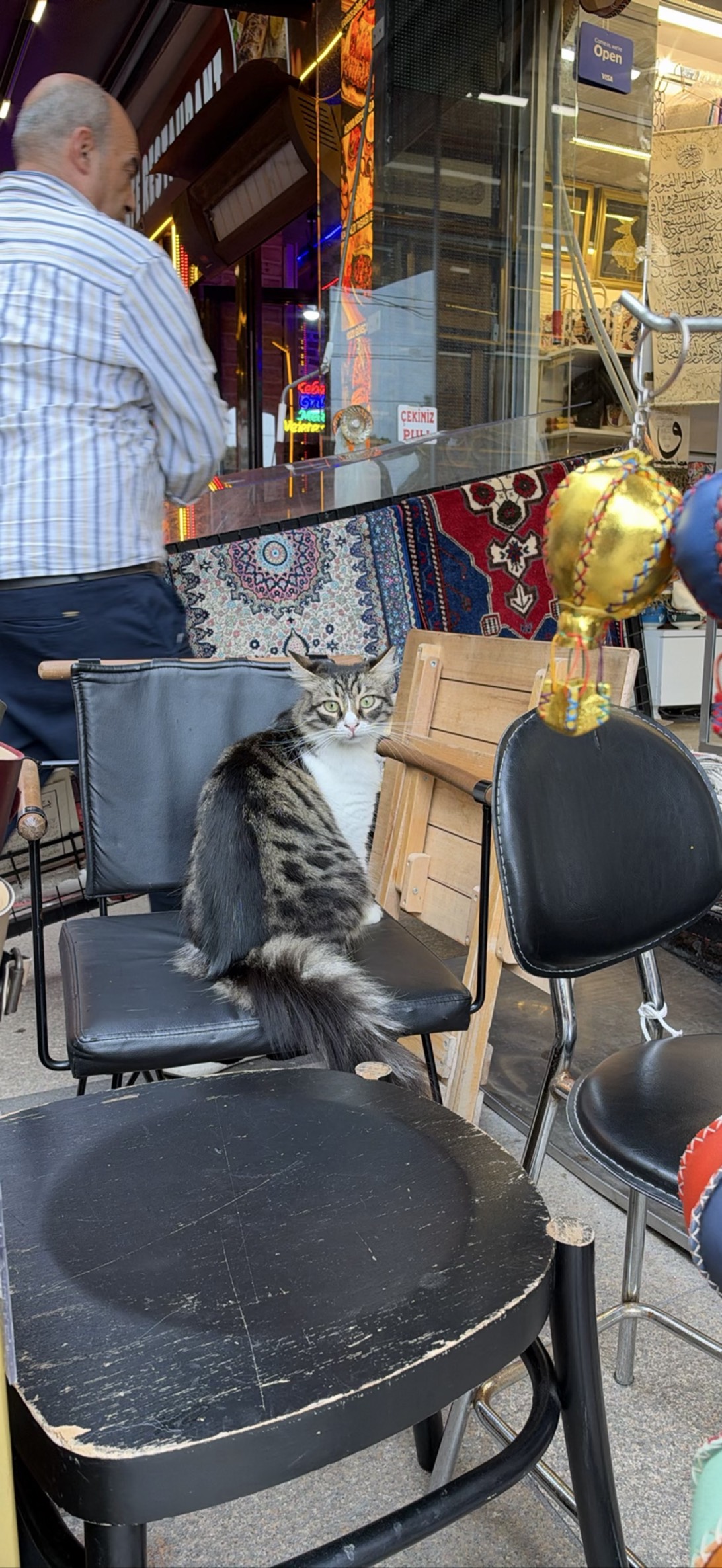 Bazar, a cat found on Chonk Finder
