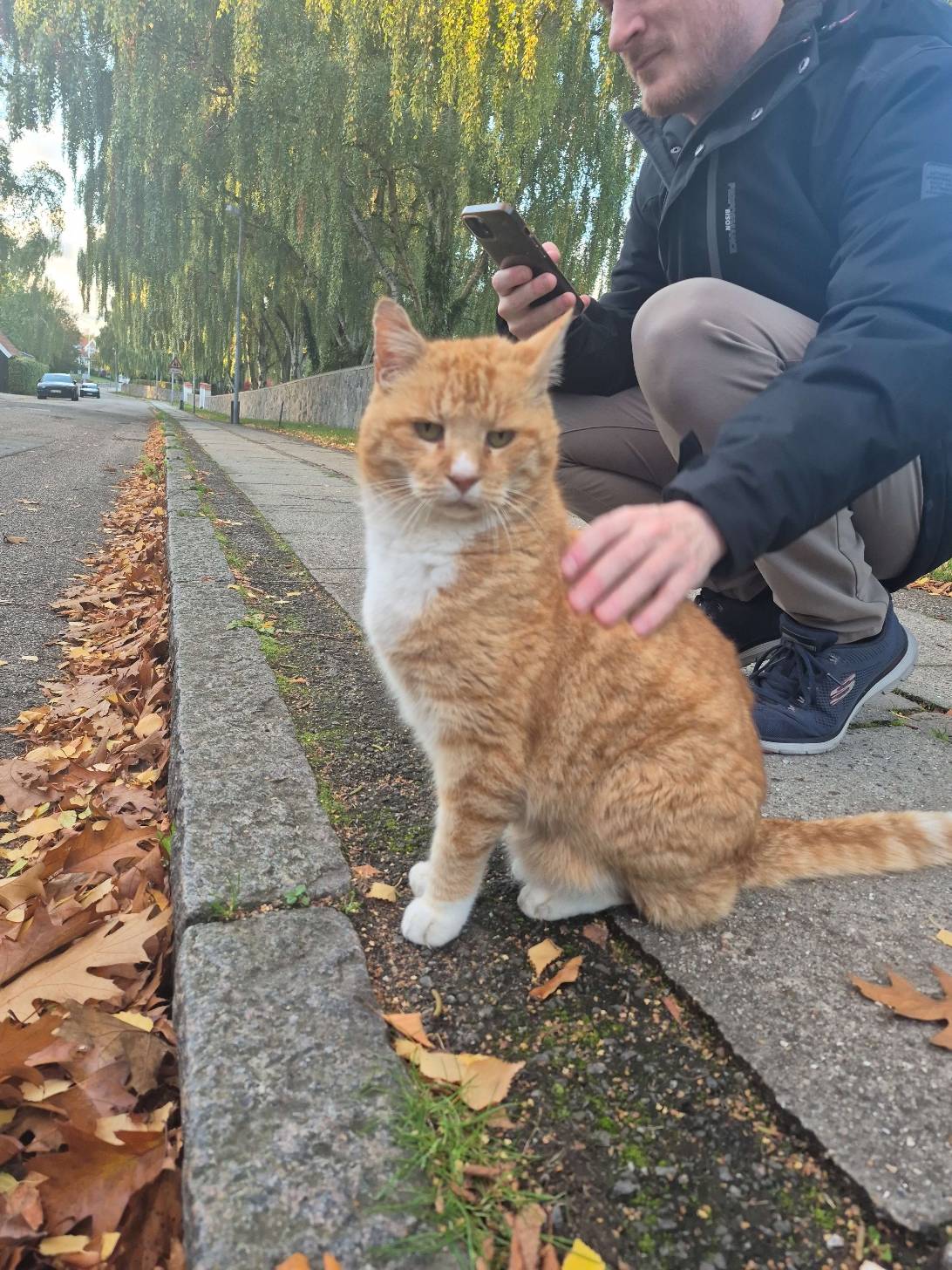 Larry, a cat found on Chonk Finder